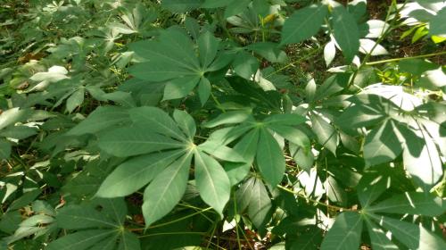 木薯 木薯