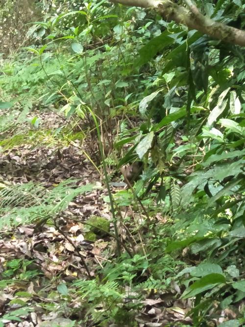 藍腹鷴 藍腹鷴
