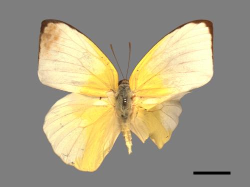 Catopsilia pomona[銀紋淡黃蝶][00014126]
