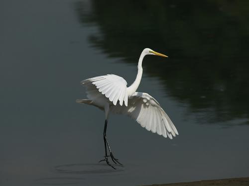 20090726_404546_Great_Egret_DSC_2759.jpg