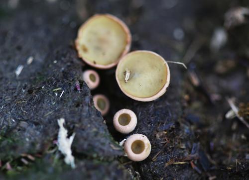 Ascobolus scatigenus(寡紋糞盤菌)