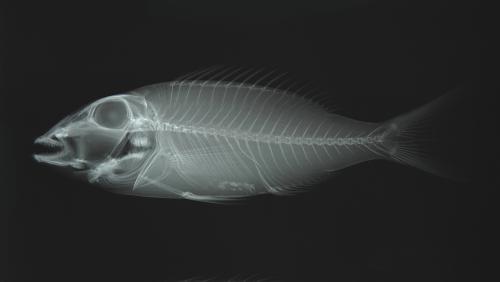 ASIZP0055688