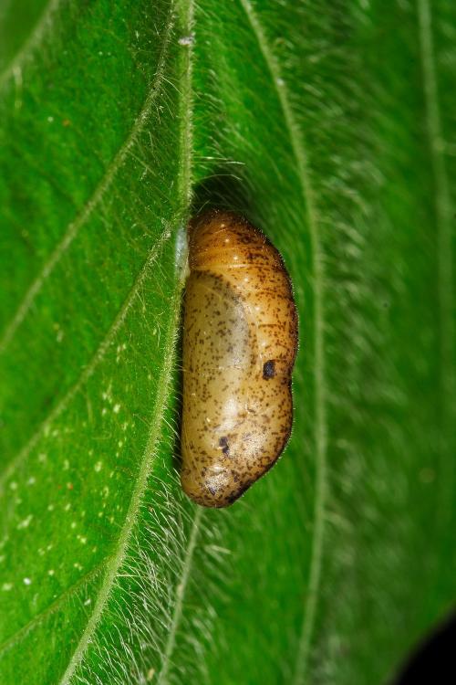 20091006_345698_Catochrysops panormus  exiguus_p.jpg