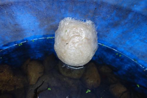 斑腿泛樹蛙