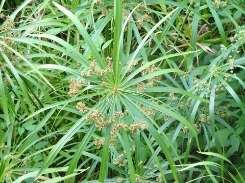 光桿輪傘莎草 光桿輪傘莎草