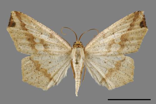 Pareclipsis serrulata[淡黃尺蛾][00120212]