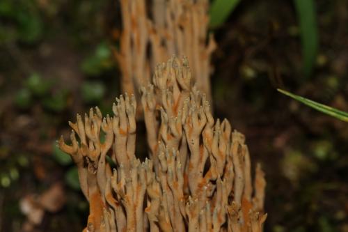 Phaeoclavulina abietina(變綠褐鎖瑚菌)