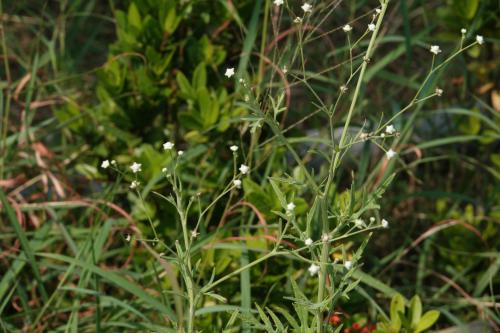 銀膠菊