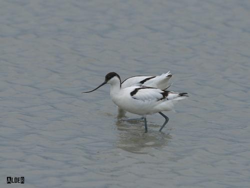 20091224_380149_Avocet_4567.jpg