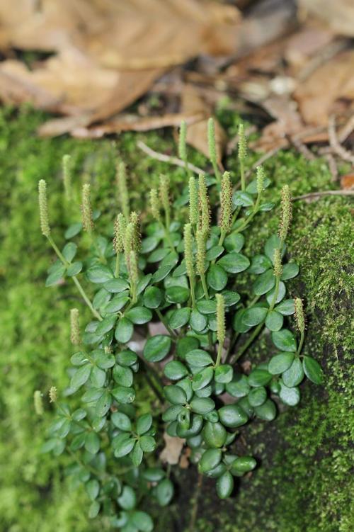 小椒草