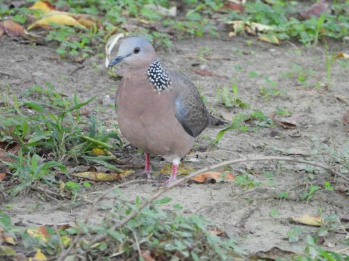 珠頸斑鳩 珠頸斑鳩