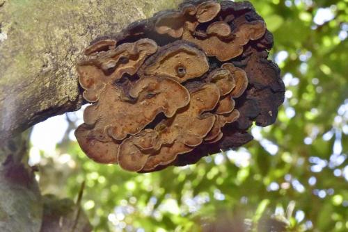 Phylloporia pectinata(梳狀葉層孔菌)