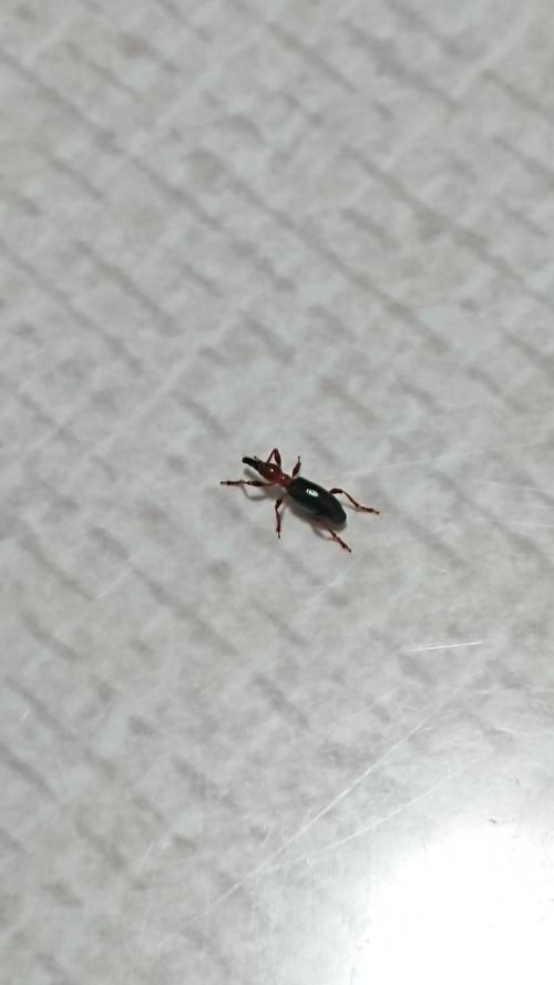 甘薯小象 甘薯小象