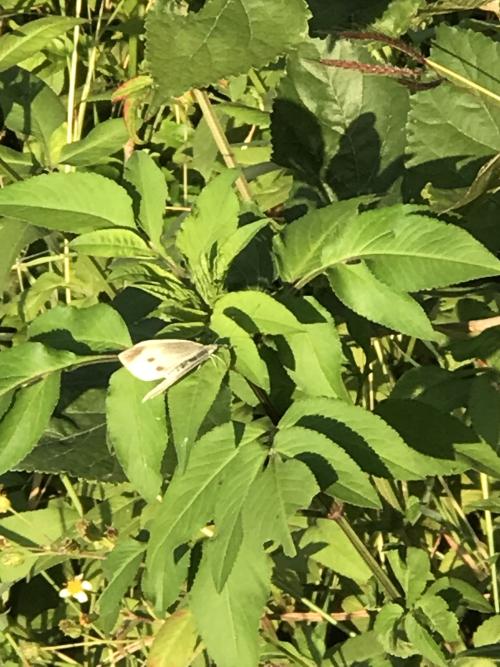 白粉蝶 白粉蝶