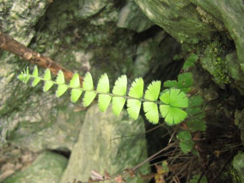 馬來鐵線蕨 Adiantum malesianum Ghatak