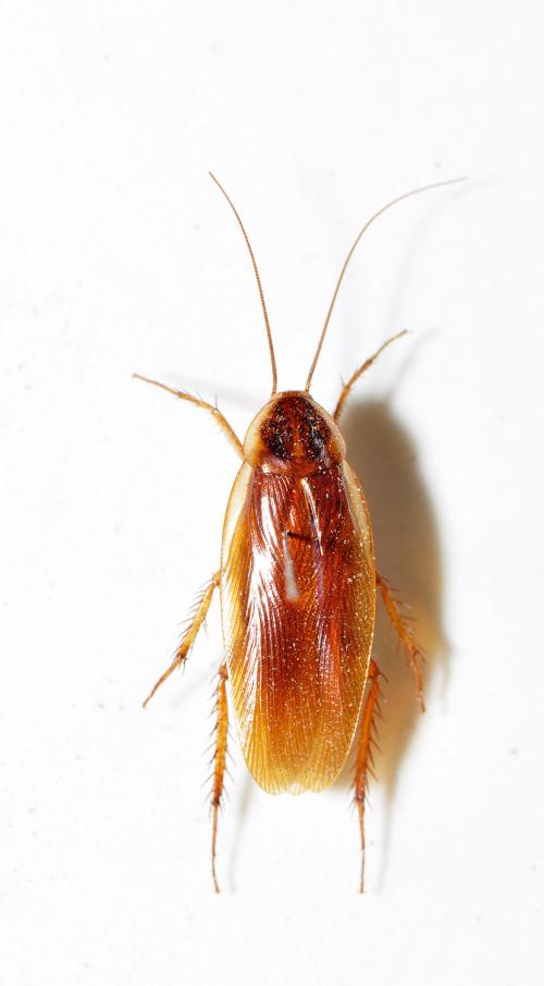 姬蠊 Blattella sp. 姬蠊 Blattella sp.