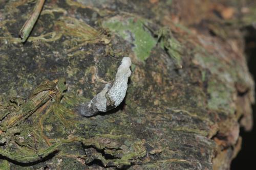 Xylaria curta(白鱗炭角菌)