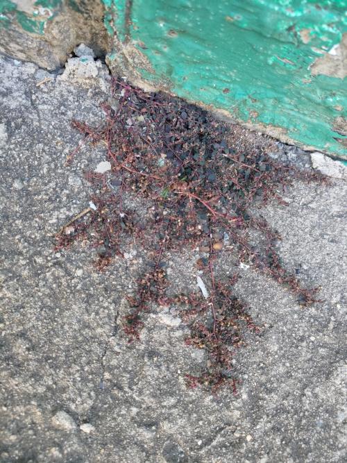 匍匐大戟 (鋪地草)