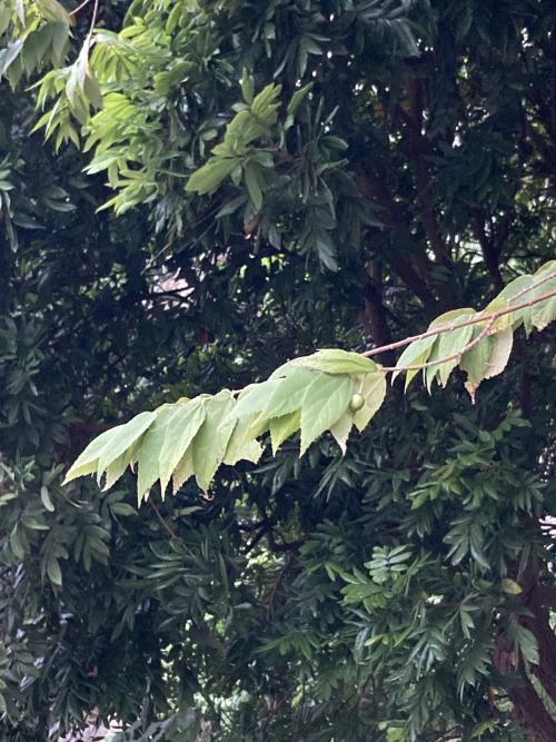 南美假櫻桃