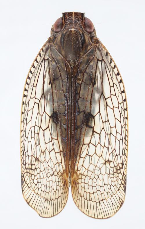 Pisacha encaustica