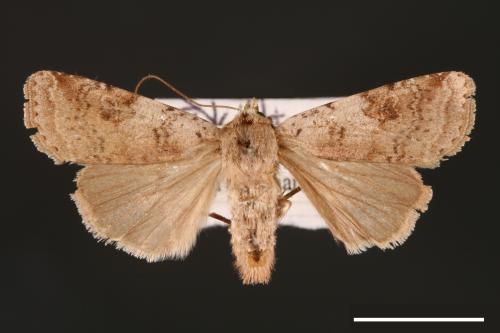 Diarsia carnipennis[煙歹夜蛾][00000761]