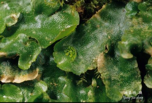 Y4773-Lunularia cruciata.jpg