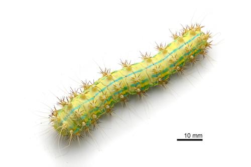 Saturnia pyretorum Saturnia pyretorum