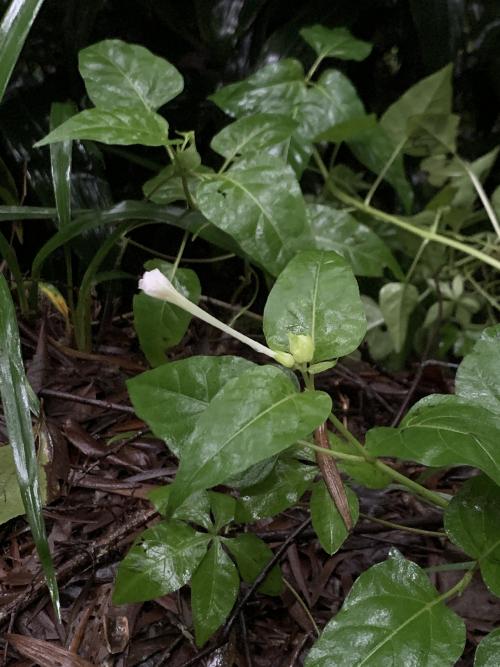 紫茉莉