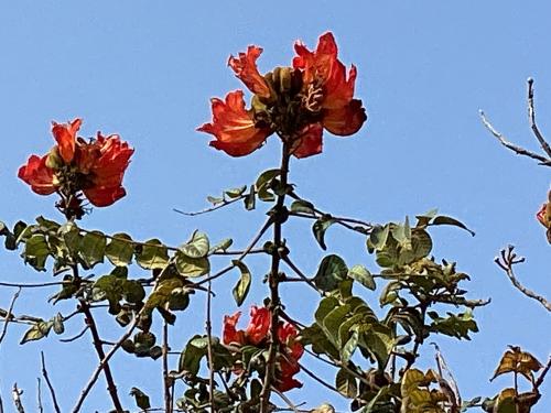 火焰樹 火焰樹