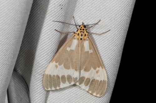 Nyctemera arctata albofasciata 帶紋蝶燈蛾 Nyctemera arctata albofasciata 帶紋蝶燈蛾