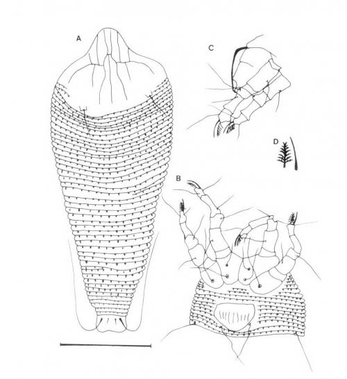 Rhyncaphytoptus cryptomerus Huang, 2001