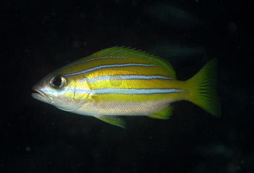 Lutjanus kasmira @fishdb-media-7042 Lutjanus kasmira @fishdb-media-7042