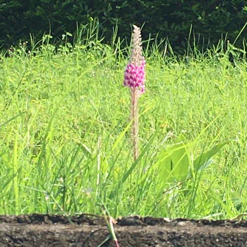 貓尾草