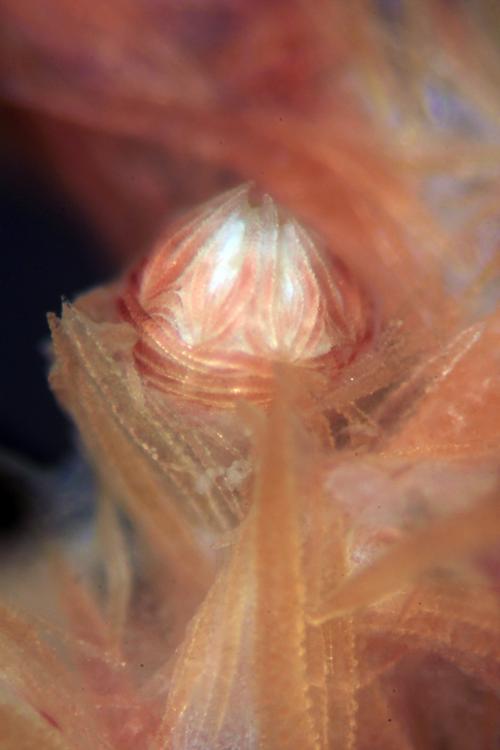 245-2_Siphonogorgia_spledens_polyp_0434 245-2_Siphonogorgia_spledens_polyp_0434
