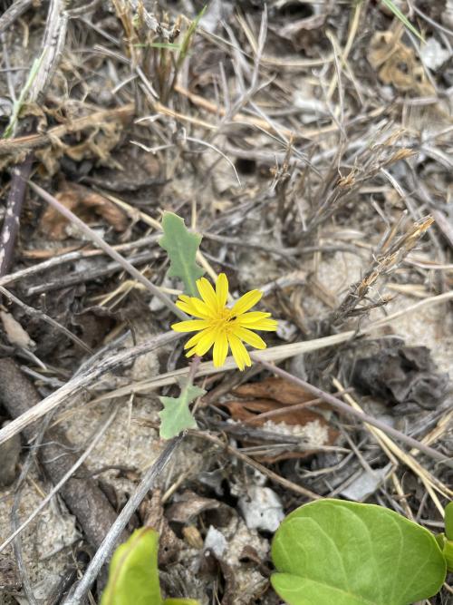 蔓莖栓果菊 蔓莖栓果菊