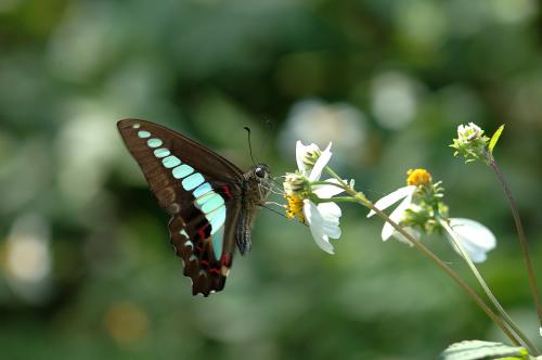 20090925_347281_Graphium sarpedon connectens_a.jpg