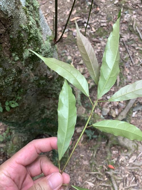 薯豆