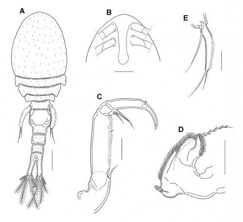 Anchimolgus nasutus_雌.jpg Anchimolgus nasutus_雌.jpg