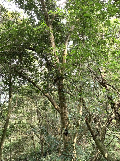 樹杞 樹杞