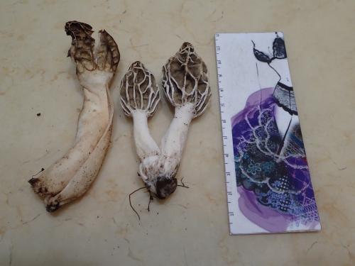 Morchella esculenta var. umbrina(美味羊肚菌之茶褐變種)