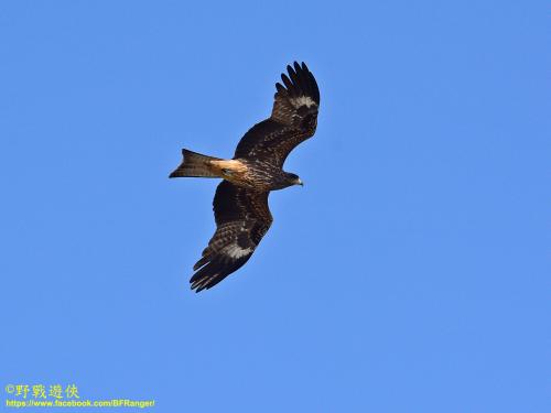 黑鳶 黑鳶