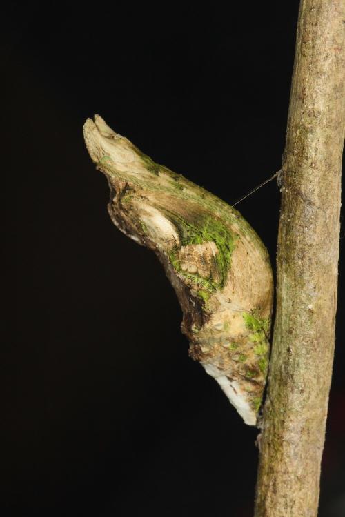 20090925_347293_Papilio memnon heronus_p.jpg