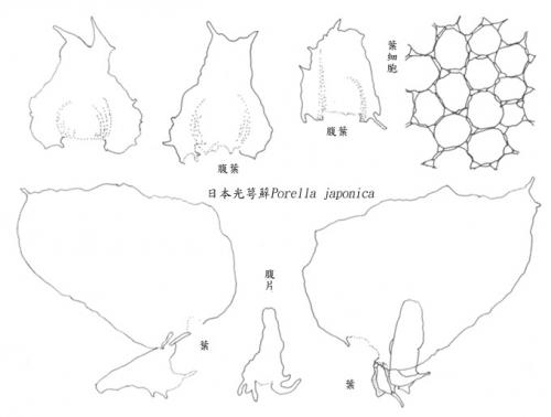 日本光萼蘚