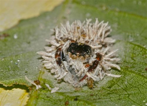 Gibellula leiopus(天牛球束梗孢黴)