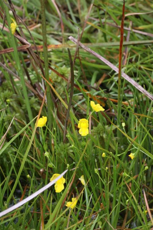 絲葉狸藻-Lentibulariaceae狸藻科-狸藻屬-Utricularia gibba-20090613宜蘭-草埤-雙子葉-IMG_4864