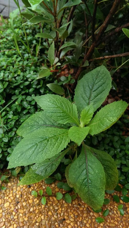 野茼蒿
