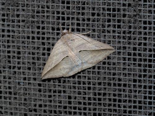 Dierna strigata