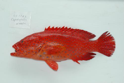 ASIZP0065871