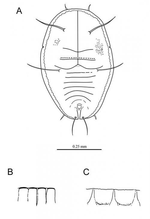 Aleuroclava multipori  (Takahashi, 1935)