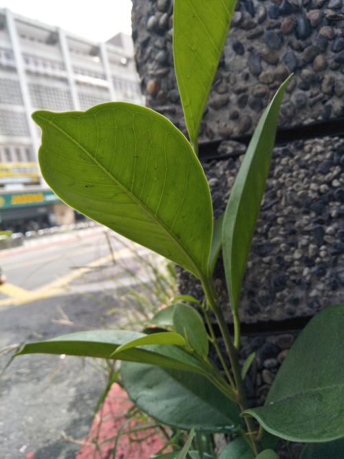 細葉榕 細葉榕